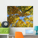 Autumn Tree Branches Low Angle Wall Mural