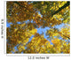 Autumn Tree Branches Low Angle Wall Mural