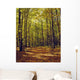 Forest In Quebec, Canada Wall Mural
