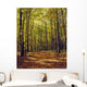 Forest In Quebec, Canada Wall Mural