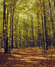 Forest In Quebec, Canada Wall Mural