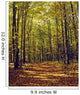 Forest In Quebec, Canada Wall Mural