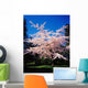 Tree In Blossom Wall Mural