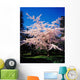 Tree In Blossom Wall Mural