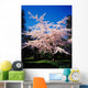 Tree In Blossom Wall Mural