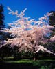 Tree In Blossom Wall Mural