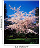 Tree In Blossom Wall Mural