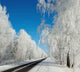 Winter Road Sunny Frosty Wall Decal