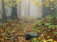 Shenandoah National Park In Virginia Wall Mural