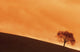Tree At Dusk In The Black Forest, Germany Wall Mural