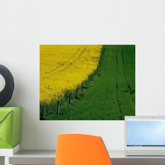 Rapeseed Growing In A Field, Ireland Wall Mural