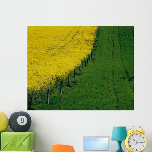 Rapeseed Growing In A Field, Ireland Wall Mural