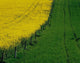 Rapeseed Growing In A Field, Ireland Wall Mural