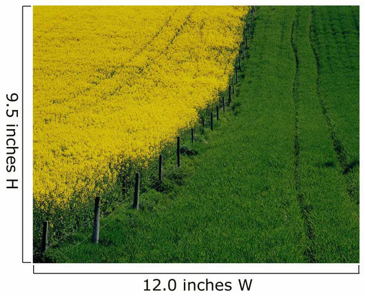Rapeseed Growing In A Field, Ireland Wall Mural