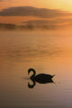 Lough Leane, Lakes Of Killarney, Co Kerry, Ireland Wall Mural