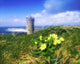 Primrose Flower In Foreground, Doonagore Castle Wall Mural