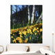 Daffodils Wall Mural