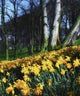 Daffodils Wall Mural