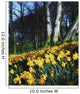 Daffodils Wall Mural