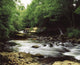 Clare River, Clare Glens, Co Tipperary, Ireland Wall Mural