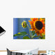 A Sunflower Blooming With Bud Wall Mural