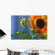 A Sunflower Blooming With Bud Wall Mural