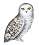 Snowy Owl Wall Decal