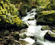 River With Rocks In The Forest Wall Mural