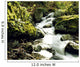 River With Rocks In The Forest Wall Mural