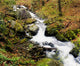 River With Fallen Autumn Leaves In The Forest Wall Mural