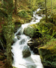 River With Trees In The Forest Wall Mural