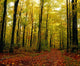 Trees With Autumn Leaves In The Forest Wall Mural