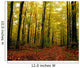 Trees With Autumn Leaves In The Forest Wall Mural
