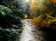 Forest With Creek Running Through It Wall Mural