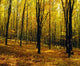 Forest In Autumn With Trees Wall Mural