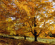 Fall Colours In Eastern Townships, Quebec, Canada Wall Mural