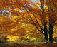 Fall Colours Wall Mural