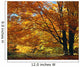 Fall Colours Wall Mural
