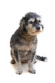 Dog White