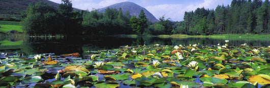 Silent Valley, Mourne Mountains, Ireland Wall Mural