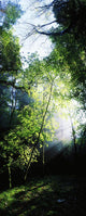 Deciduous Wood, Killarney National Park, Co Kerry, Ireland Wall Mural