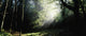 Killarney National Park, Co Kerry, Ireland Wall Mural