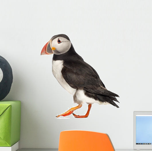 Live Atlantic Puffin Wall Decal