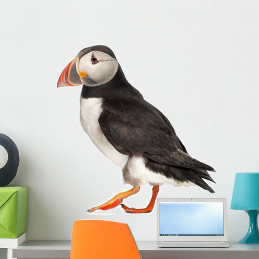 Live Atlantic Puffin Wall Decal