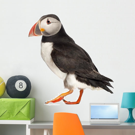 Live Atlantic Puffin Wall Decal