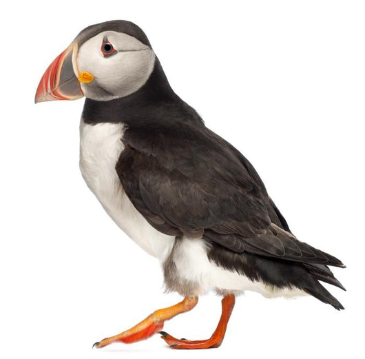 Live Atlantic Puffin Wall Decal