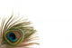Peacock Border