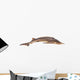 Sturgeon Fish Wall Decal