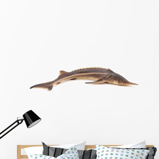 Sturgeon Fish Wall Decal