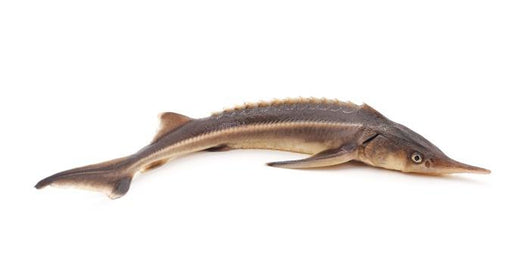 Sturgeon Fish Wall Decal
